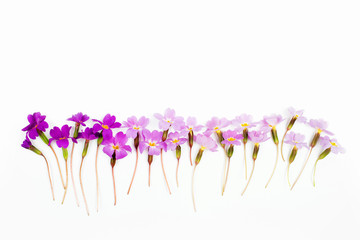 Flowers composition. Border made of lilac flowers on white. Flat lay, top view