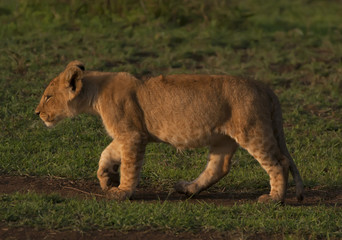 Plakat lion walking on Savannah