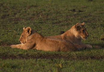 two cubs lying on the grass