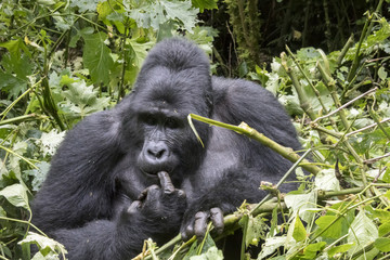 Silverback gorilla picking teeth, Bwindi Impenetrable Forest National Park, Uganda