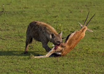 Hyena killed a wildebeest