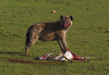 Hyena killed a wildebeest
