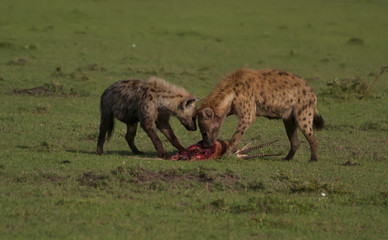 A hyena and her cub chewing on an antelope