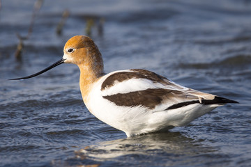 American avocet in a North California marsh, basking in the warm sunset light 