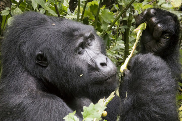 Portrait of silverback mountain gorilla, Bwindi Impenetrable Forest National Park, Uganda