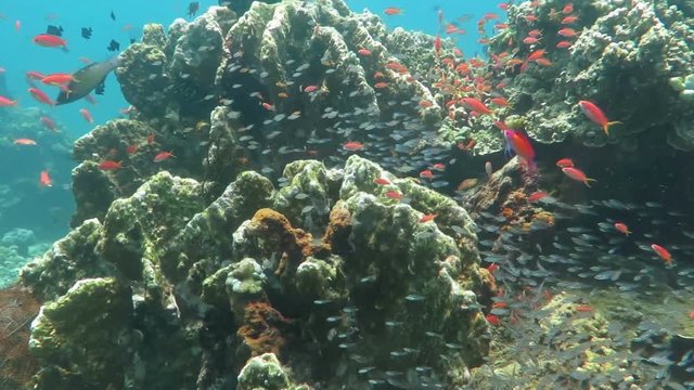Thriving coral reef alive with marine life and shoals of fish, Bali
