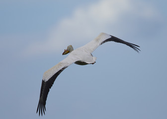 American white pelican against the sky, seen in North California