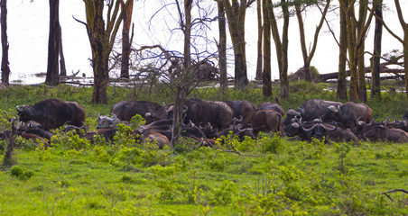 a herd of African Buffalo - 142930823