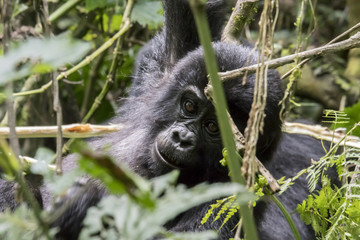 Mountain gorilla youth in trees, Bwindi Impenetrable Forest National Park, Uganda