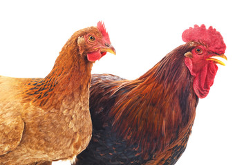 Cock and hen.