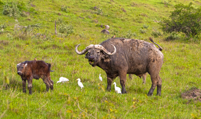 African Buffalo