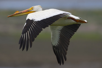 American white pelican in flight, seen in North California