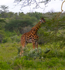The giraffe eats tree branches