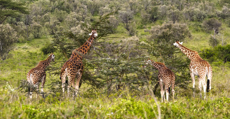 Giraffes eat tree branches