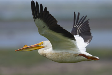 American white pelican in flight, seen in North California
