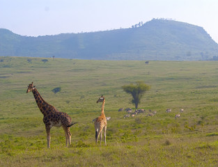 Giraffes and zebras walking across the Savannah