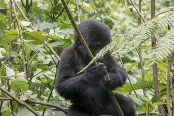 Baby mountain gorilla sitting in tree, Bwindi Impenetrable Forest National Park, Uganda