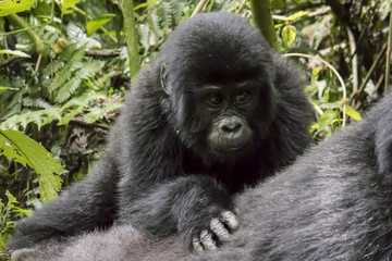 Obraz premium Baby mountain gorilla on mother's back, Bwindi Impenetrable Forest National Park, Uganda