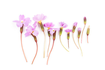 Row of   lilac spring flowers on white background. Flat lay, top view. Flowers  Border