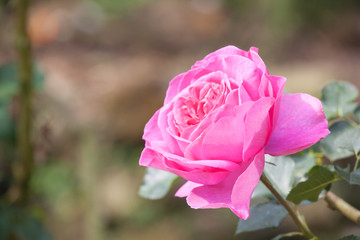 Pink rose in the garden