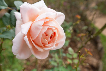 Pink rose in the garden