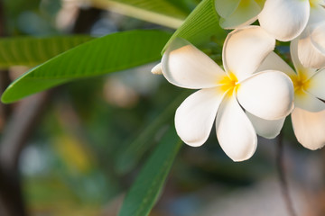 Leelawadee flower on tree in garden