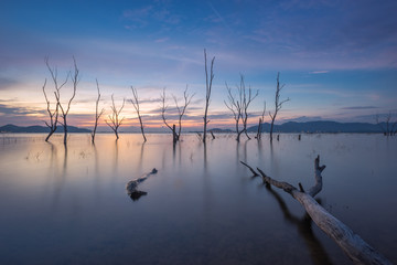 The perennial trees died in the water at the reservoir in Thailand.