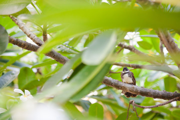 bird on tree