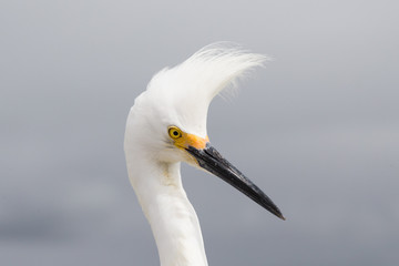 Snowy egret