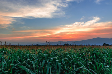 The sun sets of Corn farm in Thailand.