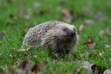 Hedgehog