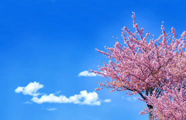 Japan Full bloom of pink cherry blossoms (sakura) and the cloud with blue sky on spring season.