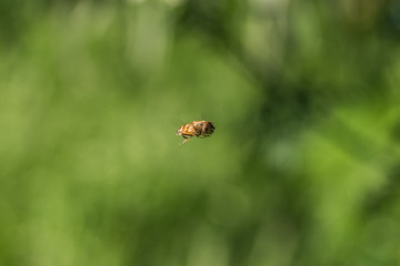 Band eyed drone fly in flight