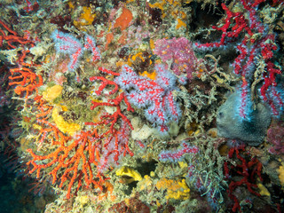 Mediterranean coral reef