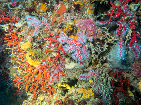 Fototapeta Mediterranean coral reef