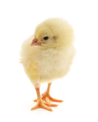 Baby chicken.