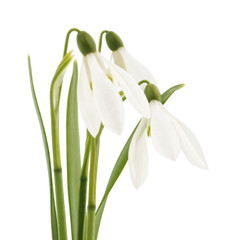 Germinating leaves snowdrops.
