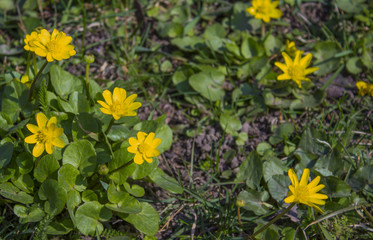 the yellow Flowers