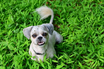 Dog playing and smiles on green grass background