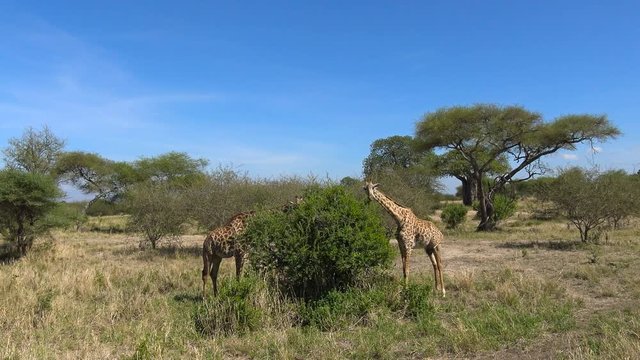 Африканские жирафы. Увлекательное сафари путешествие по африканской саванне. Танзания.