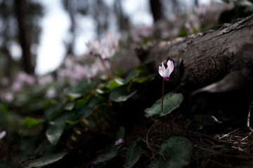 Single Cyclamen flower by a trunk of a dead pine