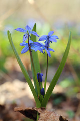 Flowers of Wood squill (Scilla siberica) in spring forest