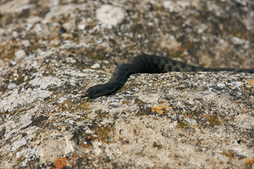 Close up of Big european Non venomous adder snake basking on a mountain road on a sunny warm spring day.