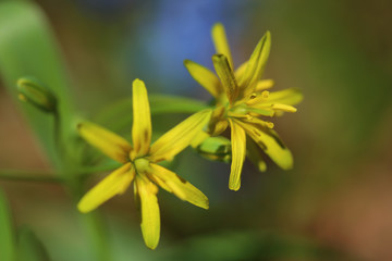 Flowers of Yellow Star-of-Bethlehem (Gatea lutea)