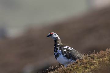 ptarmigan