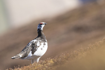ptarmigan