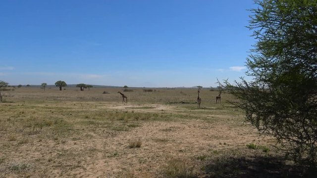 Африканские жирафы. Увлекательное сафари путешествие по африканской саванне. Танзания.