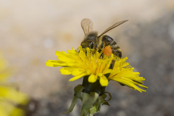 Bee collecting nectar and pollen