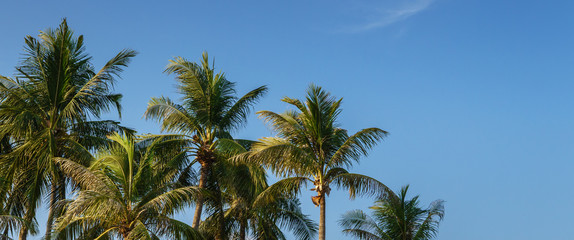 Naklejka na ściany i meble coconut palm tree