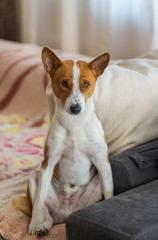 Tired Basenji dog sitting on a sofa after hard office day at work